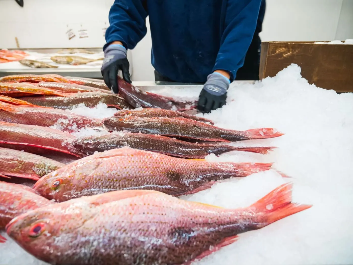 Il pesce fresco sul ghiaccio